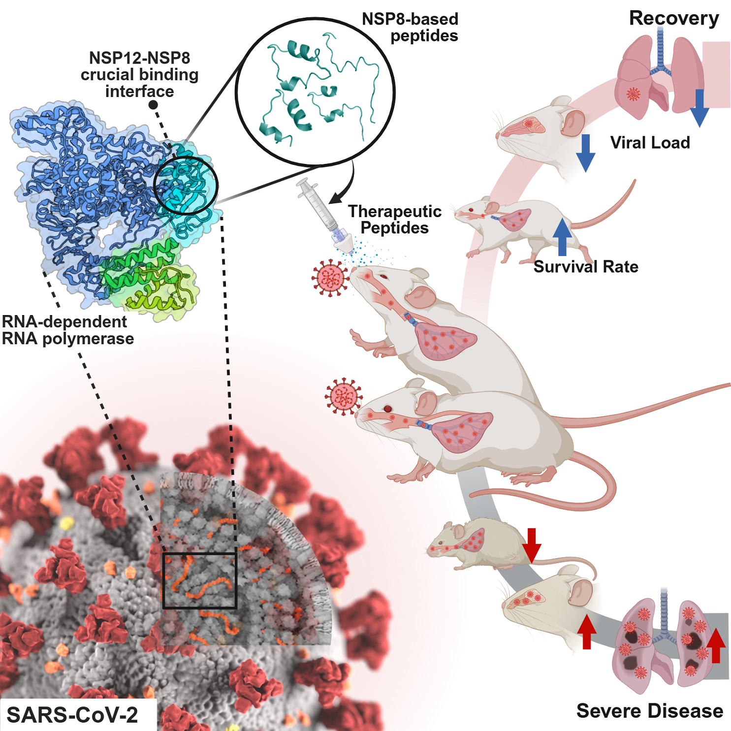 [Press Release] Therapeutic applications of interface-mimicking peptides for targeting the SARS-CoV-2 NSP12-NSP8 RdRp complex 사진